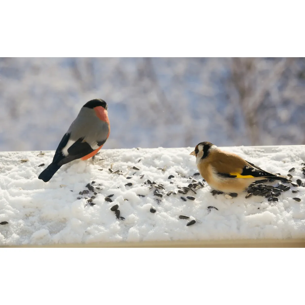 Winterzauber im Garten: Die richtige Vogelfütterung zur kalten Jahreszeiten - Lyra Pet® | erklärt die Vogelfütterung im Winter