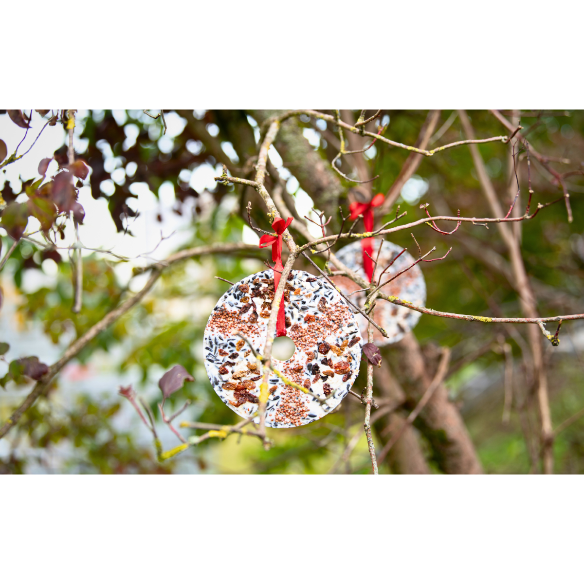 Garten dekorieren – Kreationen, die den Gaumen und die Sinne unserer Wildvögel verzaubern - Lyra Pet® | Wie dekoriere ich meinen Garten damit sich Vögel wohlfühlen.