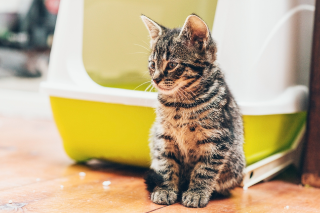 Nachhaltiges Katzenstreu von Lyra Pet im Vergleich - Nachhaltiges Katzenstreu im großen Vergleich von Lyra Pet