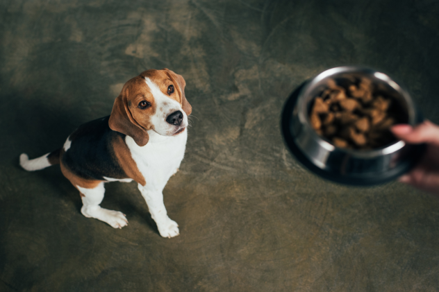 Fütterungsempfehlung beim Hund: Mythos oder Muss? - Fütterungsempfehlung: Wie viel Futter braucht mein Hund?