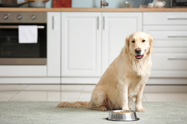 Futterumstellung beim Hund ohne Stress - Futterumstellung vom Hund ohne Stress – Expertentipps &amp; Tricks