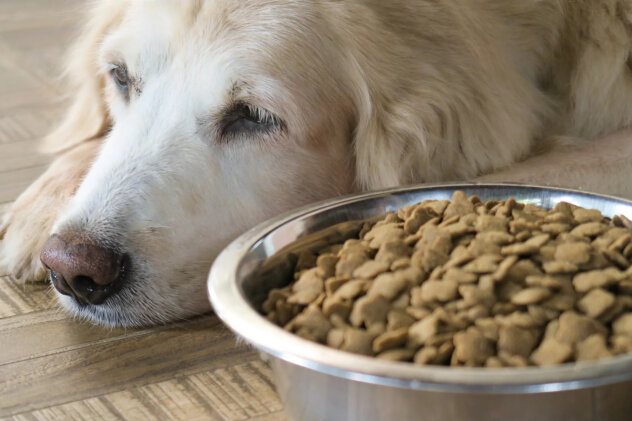 Hunde Schonkost: 5-Tage-Plan zur Genesung - Hunde Schonkost: In 5 Tagen zur Besserung
