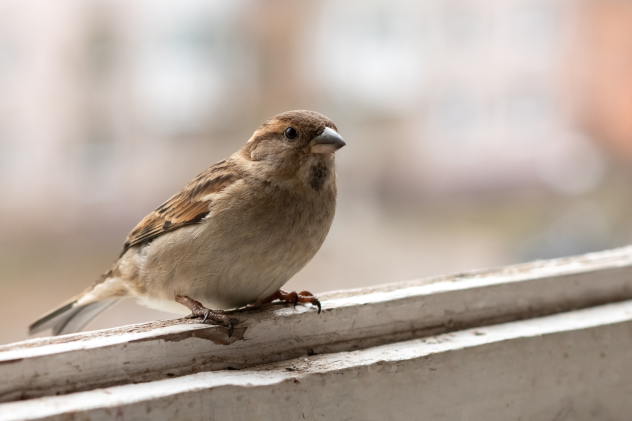 Balkon zum Vögel füttern? So wird’s zum Vogelparadies - Ein Balkon fürs Vögel füttern? So wird\'s vogelfreundlich