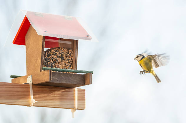 Keine Vögel am Futterhaus? 5 Lösungen für Ihre Futterstelle - Vögel ans Futterhaus locken: 5 Tipps für die Futterstelle