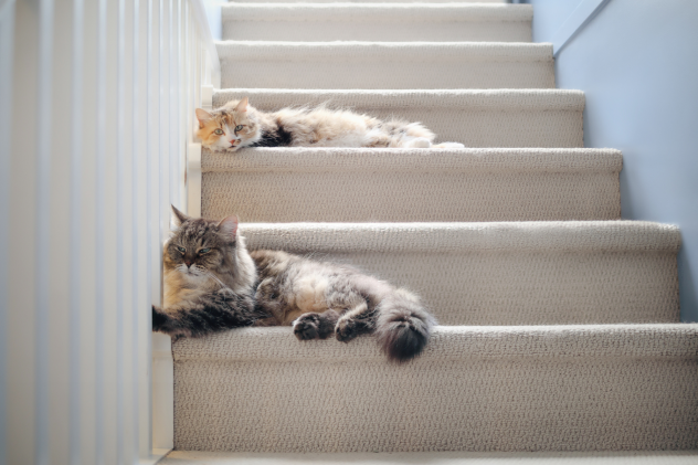 Katzen zusammenführen und harmonisch vergesellschaften - Katzen vergesellschaften: So klappt die Zusammenführung