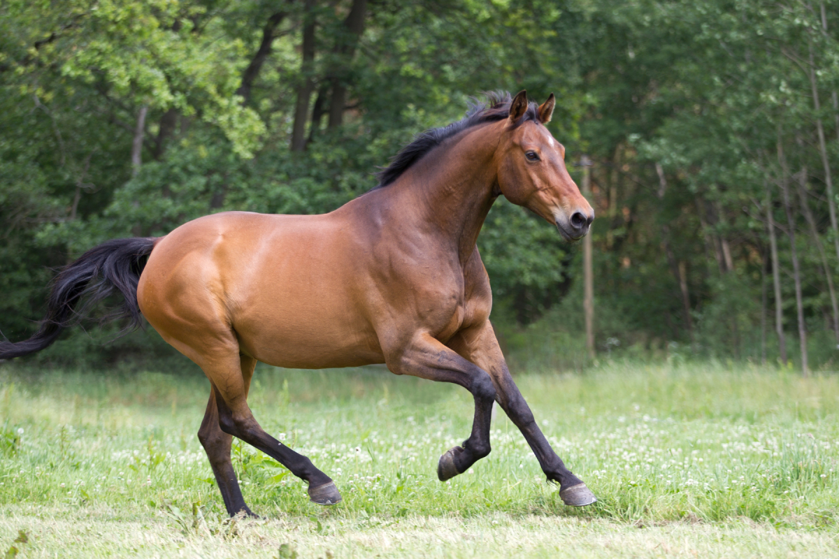 Pferde angrasen: Ein Anweiden-Plan für jeden Pferdetyp - Der sichere Anweide-Plan um Pferde anzugrasen