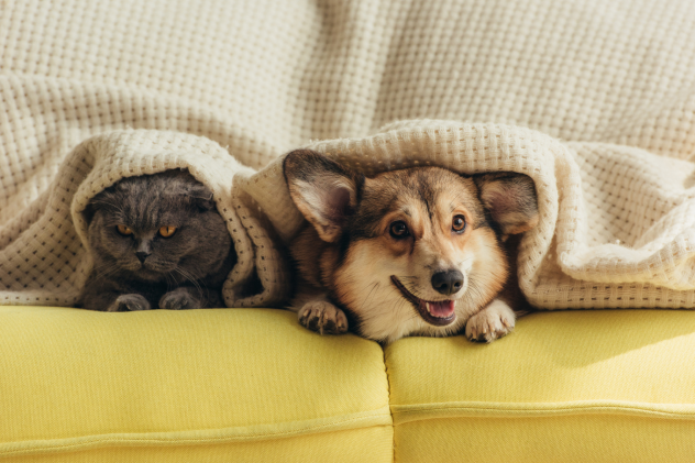 Katzen und Hunde zusammenführen: So wird’s ein Erfolg - Erfolgreich Katze und Hund aneinander gewöhnen in kurzer Zeit