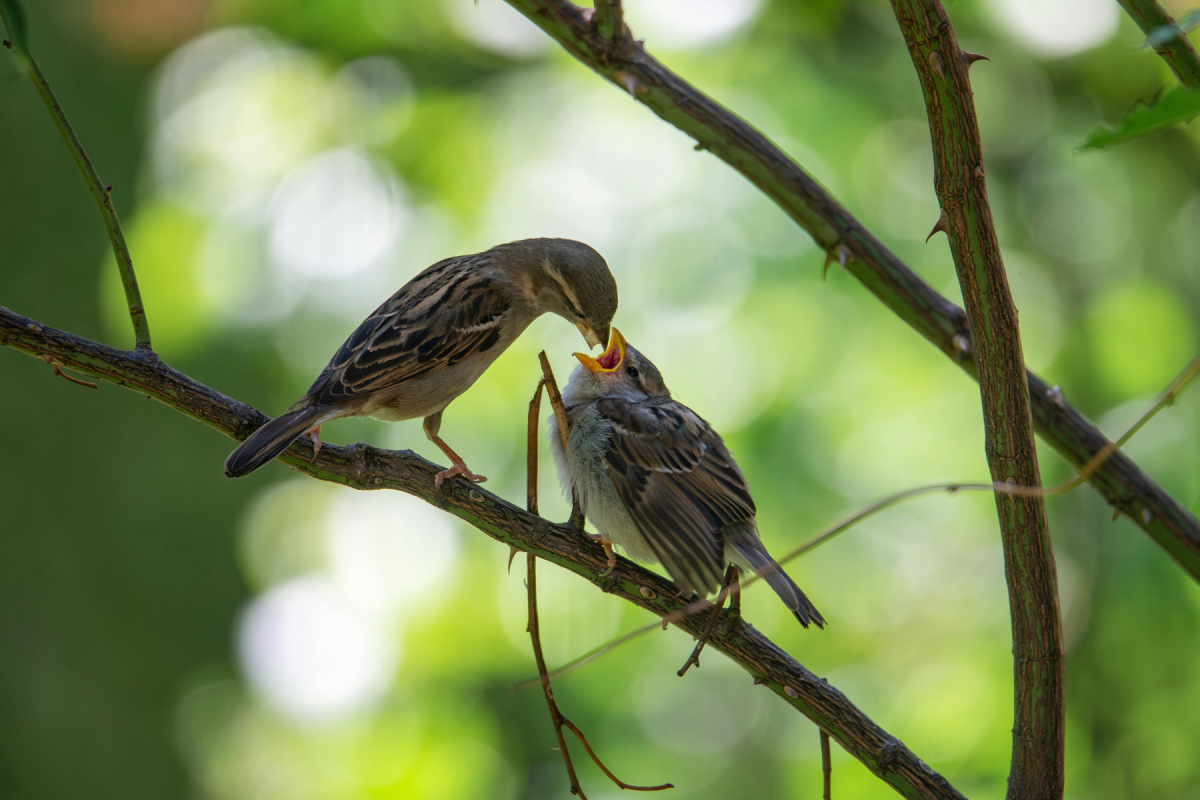 Was füttere ich am besten in der Brutzeit? - Vögel füttern in der Brutzeit: Proteine &amp; Energie für die Aufzucht