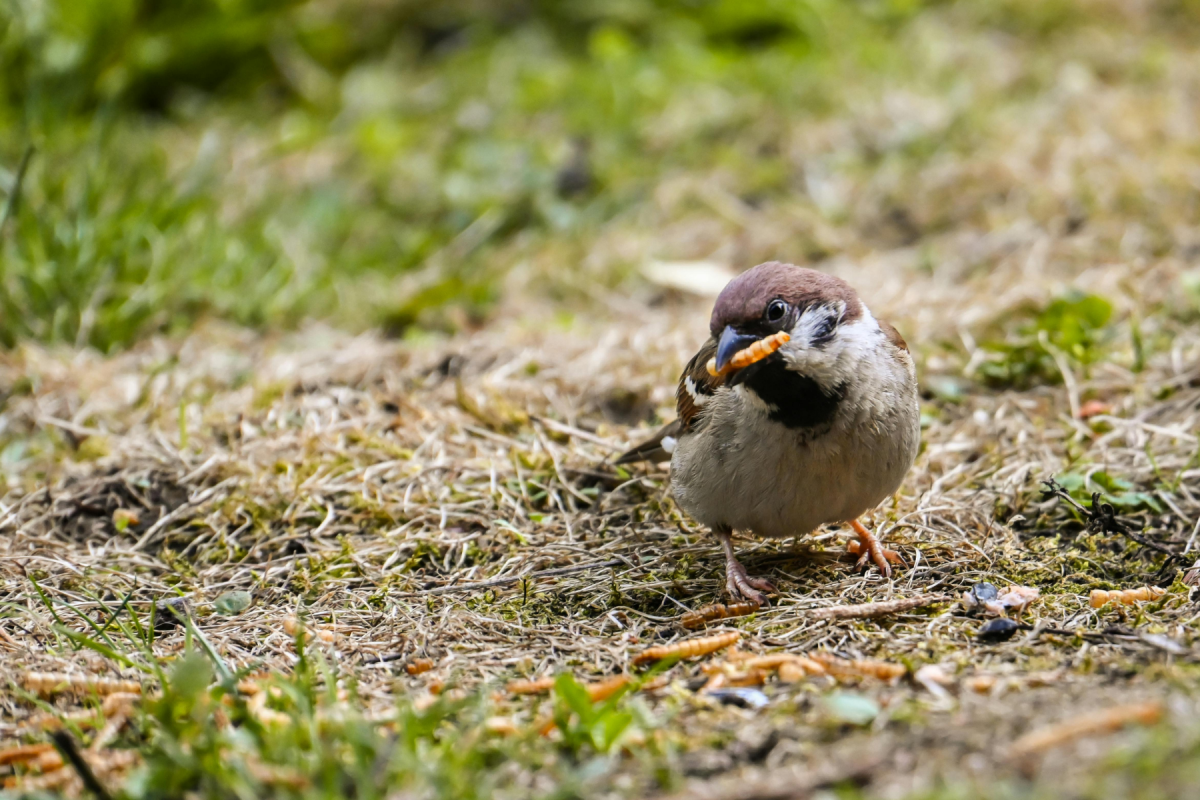 Wann soll man Vögel füttern – nur im Winter oder das ganze Jahr? - Wann Vögel füttern? Winter vs. ganzjährige Fütterung