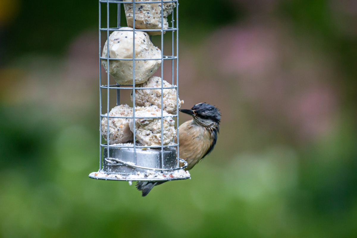 Kann ich die Meisenknödel das ganze Jahr über draußen aufhängen? - Meisenknödel ganzjährig aufhängen? Sommer vs. Winter