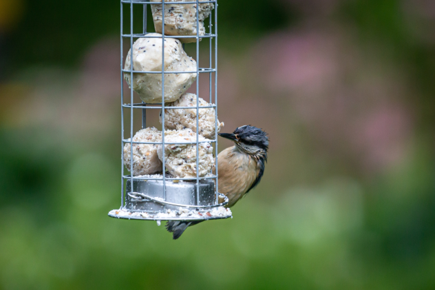 Kann ich die Meisenknödel das ganze Jahr über draußen aufhängen? - Meisenknödel ganzjährig aufhängen? Sommer vs. Winter