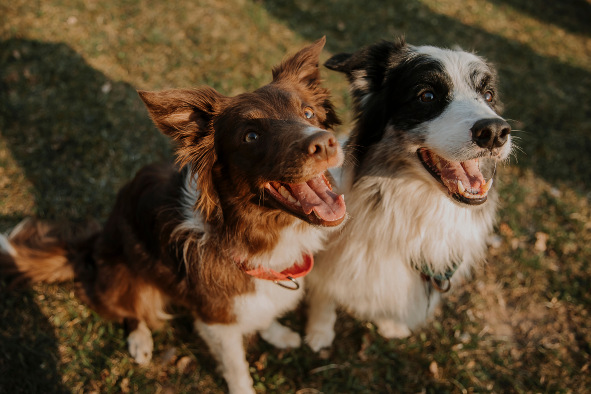 Wie viel Futter braucht mein Hund pro Tag? - 