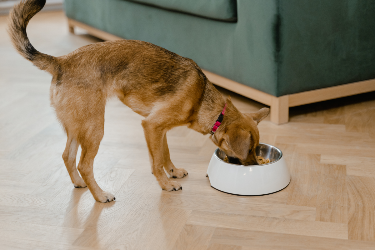 Wie oft am Tag soll ich meinen Hund füttern und wann ist die beste Uhrzeit? - 