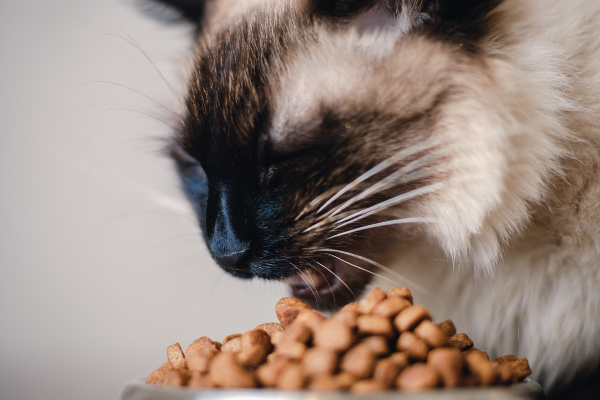 Was ist das beste Futter für meine Katze? - Das beste Futter für Katzen: Worauf es wirklich ankommt