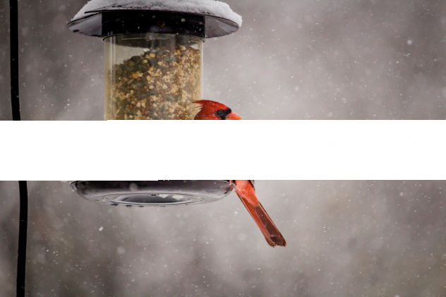 Warum Vögel bestimmtes Futter nicht annehmen - Warum nehmen manche Vögel ein bestimmtes Futter nicht an?