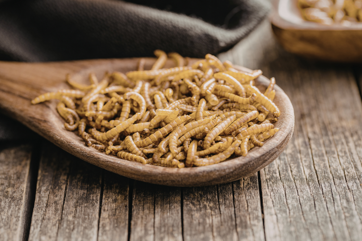 Sind getrocknete Insekten Hauptfutter oder Snack? - Hauptfutter oder Snack? Getrocknete Insekten richtig füttern