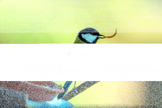 Welche sind besser: Mehlwürmer oder Soldatenfliegenlarven? - Mehlwürmer oder Soldatenfliegenlarven - was ist besser?