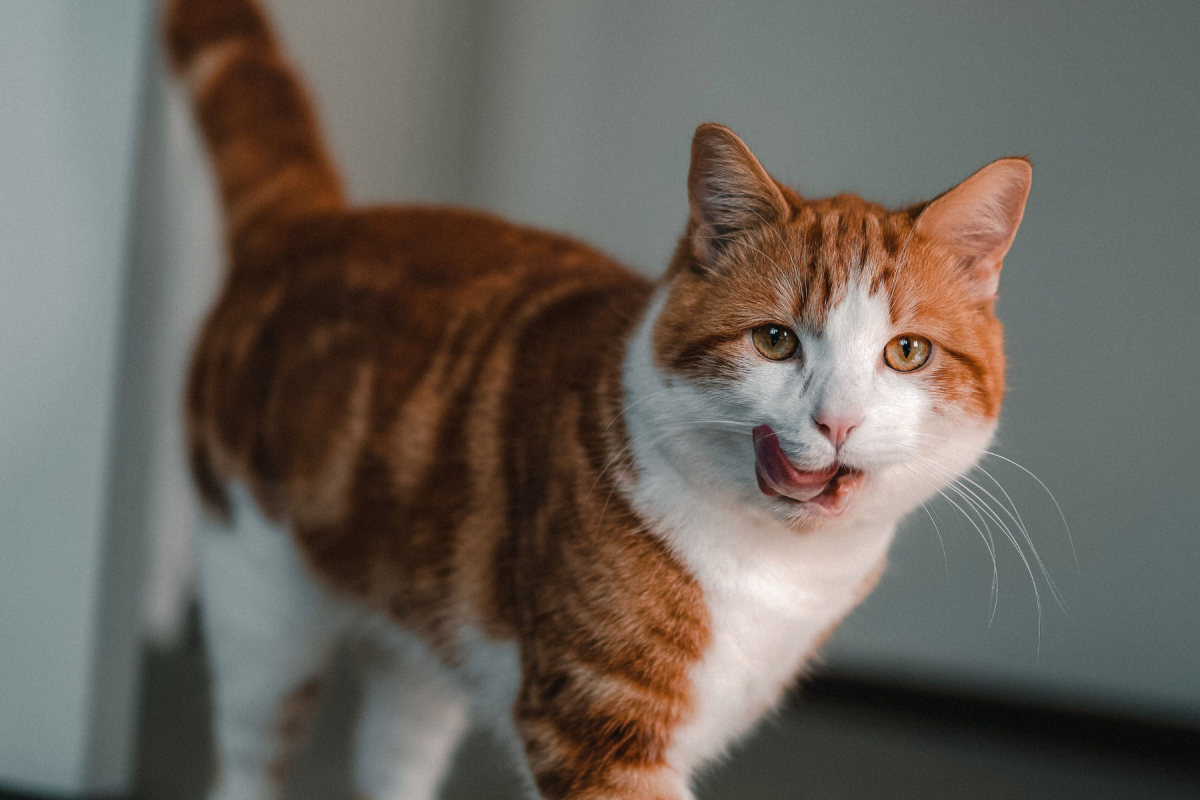 Trockenfutter oder Nassfutter – was ist besser? - Trockenfutter oder Nassfutter? Was für Katzen besser ist