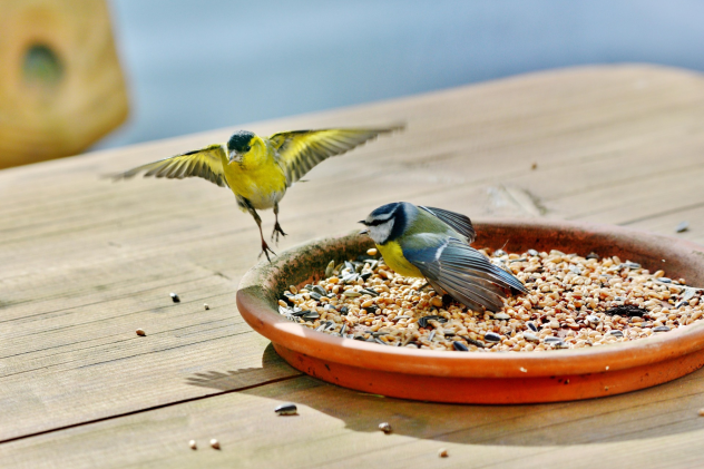 Wie oft muss man Vogelfutter nachfüllen? - Wie oft muss man Vogelfutter nachfüllen?