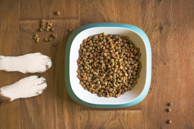 Welches Futter ist hochwertig? - Woran erkennt man hochwertiges Hundefutter?