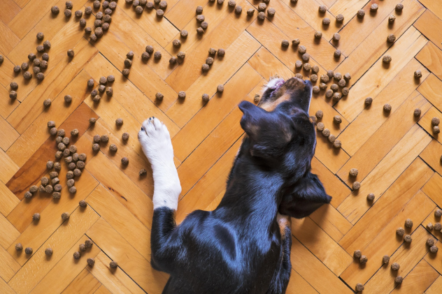 Was ist das beste Futter für meinen Hund? - Was ist das beste Futter für meinen Hund?