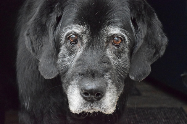 Welches Futter bei alten Hunden / Senioren? - Welches Futter bei alten Hunden / Senioren?