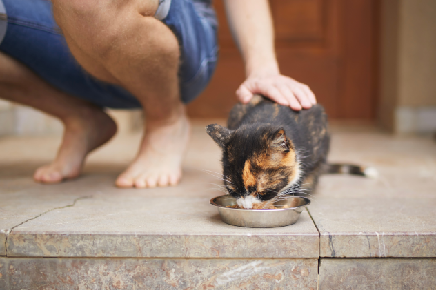 Wie viel Futter braucht meine Katze pro Tag? - Wie viel Futter braucht meine Katze pro Tag?