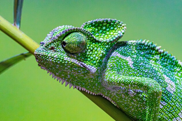 Dürfen Reptilien getrocknete Insekten fressen? - Dürfen Reptilien getrocknete Insekten fressen?