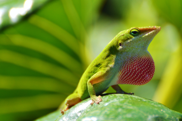 Welche Reptilien können getrocknete Insekten bekommen - Welche Reptilien dürfen getrocknete Insekten fressen?
