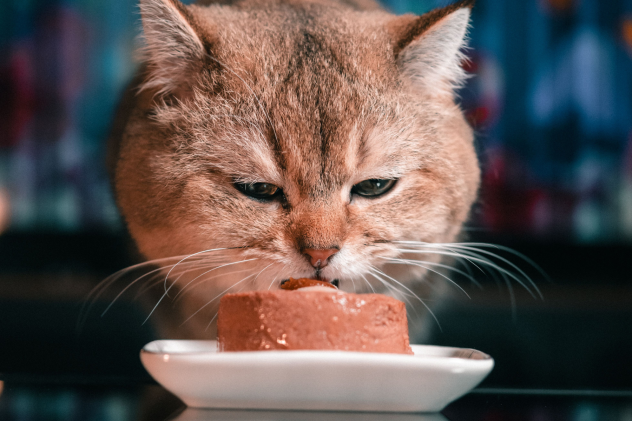 Warum frisst Ihre Katze nur Soße oder Gelee? - Katze frisst nur Soße oder Gelee? Ursachen &amp; Tipps