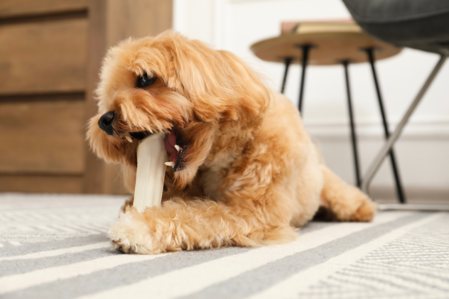 Bei welchem Kauartikel kaut der Hund lange? - Langlebige Kauartikel: Wo kaut der Hund am längsten?