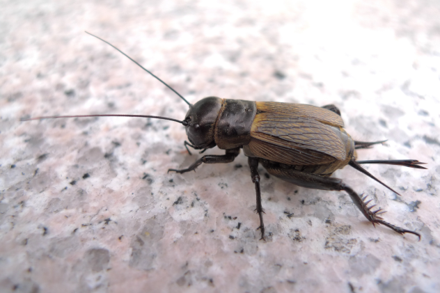Sind getrocknete Insekten Hauptfutter oder Snack? - Hauptfutter oder Snack? Getrocknete Insekten richtig füttern