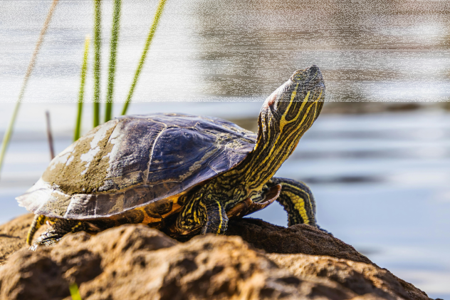 Sind getrocknete Insekten für Wasserschildkröten geeignet? - Getrocknete Insekten für Wasserschildkröten?