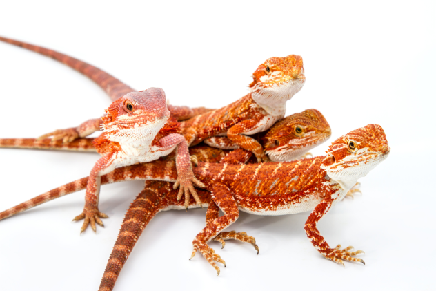 Welche getrockneten Insekten sind für junge Tiere geeignet? - Getrocknete Insekten für junge Reptilien füttern?
