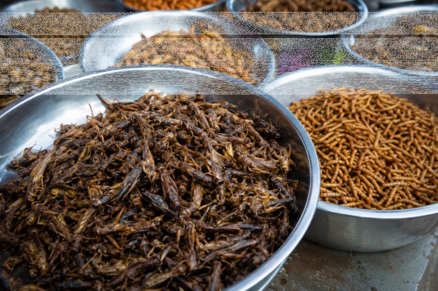 Haben getrocknete Insekten genug Protein? - Haben getrocknete Insekten genug Protein?