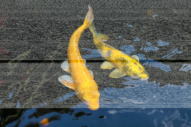 Welches Futter ist das beste für Koi / Goldfische? - Koi &amp; Goldfischfutter: Welches Teichfutter ist das beste?