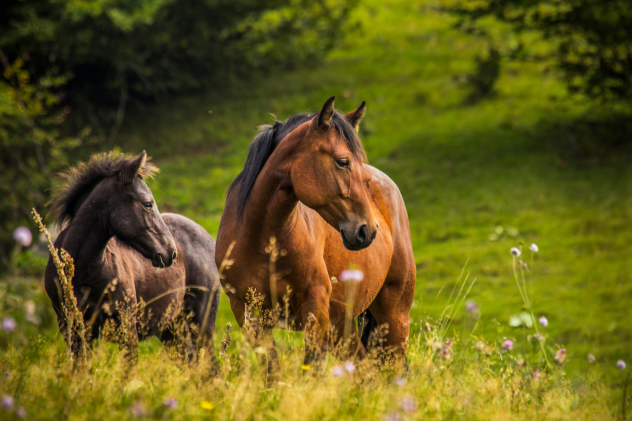 Welches Öl ist am besten für das Pferd? - Welches Öl ist am besten für das Pferd?