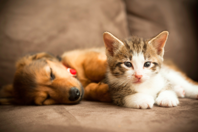 Welches Zeckenmittel für Welpen / Kitten? - Welches Zeckenmittel für Welpen &amp; Kitten?