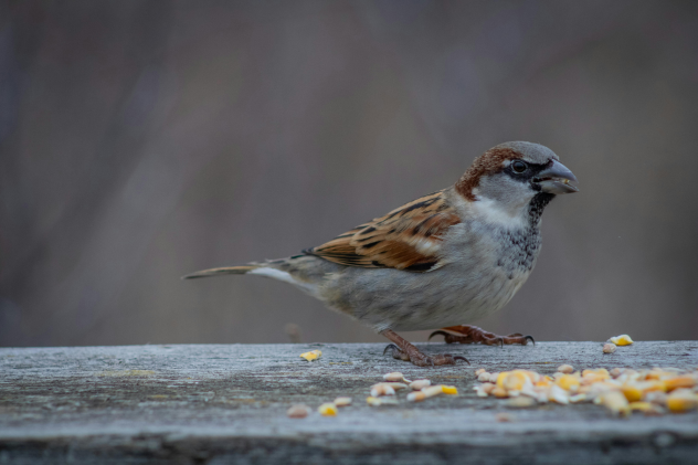 Was füttere ich im Sommer an die Wildvögel? - Was füttere ich im Sommer an Wildvögel?