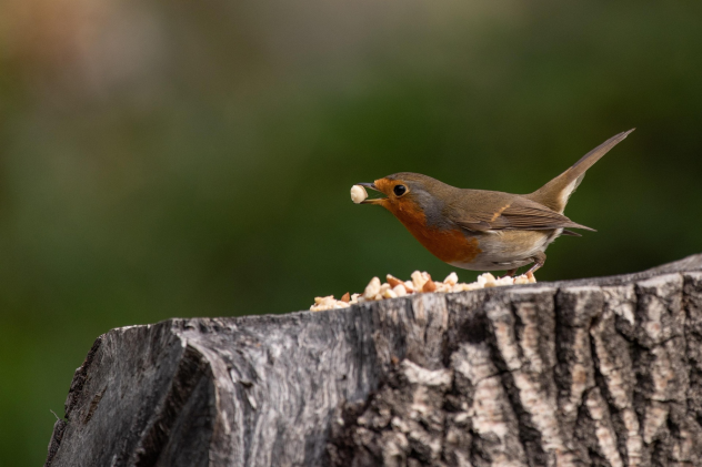 Welches Vogelfutter ist für den Frühling am besten? - Welches Vogelfutter ist für den Frühling am besten?