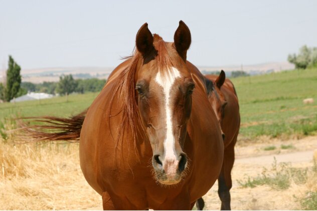 Mein Pferd ist zu dick – was füttern? - Mein Pferd ist zu dick. Was füttern bei Übergewicht?