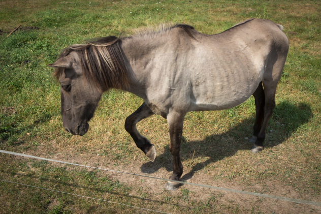 Mein Pferd nimmt ab – wie füttere ich es auf? - Pferd nimmt ab? So füttern Sie Ihr Pferd richtig auf
