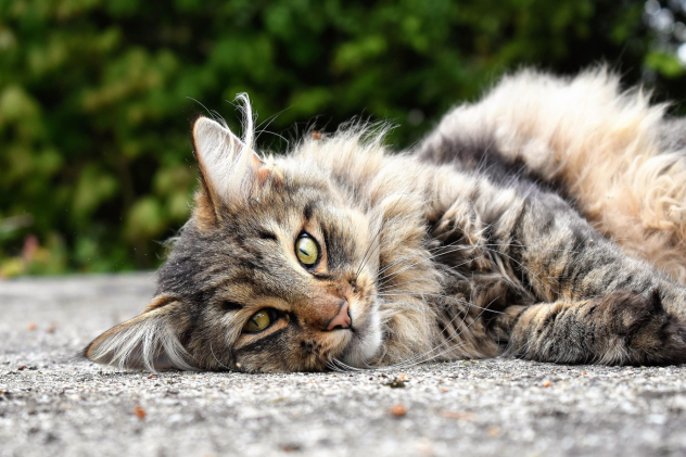 Welches Streu eignet sich am besten für meine Langhaarkatze, damit nichts im Fell hängen bleibt? - Welches Streu eignet sich am besten für meine Langhaarkatze, damit nichts im Fell hängen bleibt?