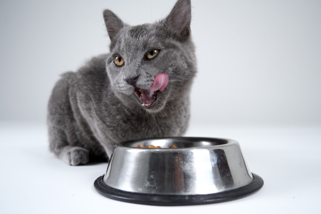 Ist getreidefreies Katzenfutter sinnvoll? - Ist getreidefreies Katzenfutter sinnvoll?