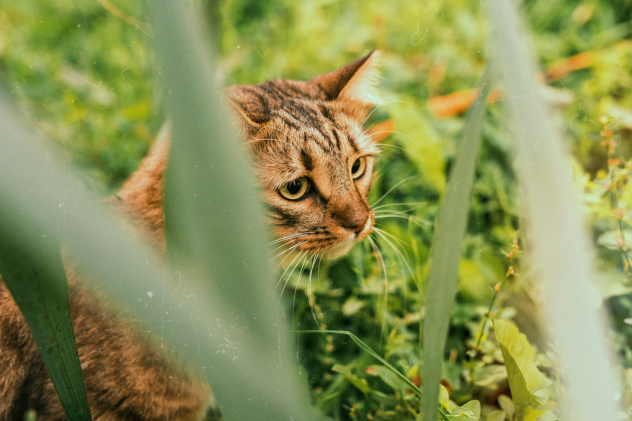 Warum frisst meine Katze Gras? - Warum frisst meine Katze Gras?
