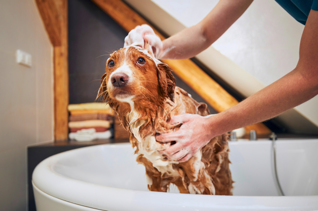 Zeckenschutz mit Lotion, Shampoo oder Puder – was passt am besten? - Zeckenschutz für Hunde &amp; Katzen: Lotion, Shampoo oder Puder?