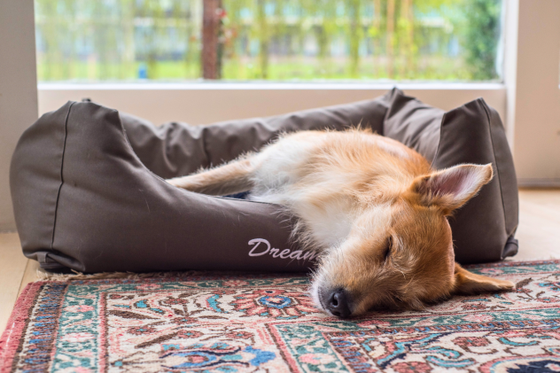 Können Zecken in der Wohnung überleben? - Überleben Zecken in Wohnräumen? | Lyra Pet
