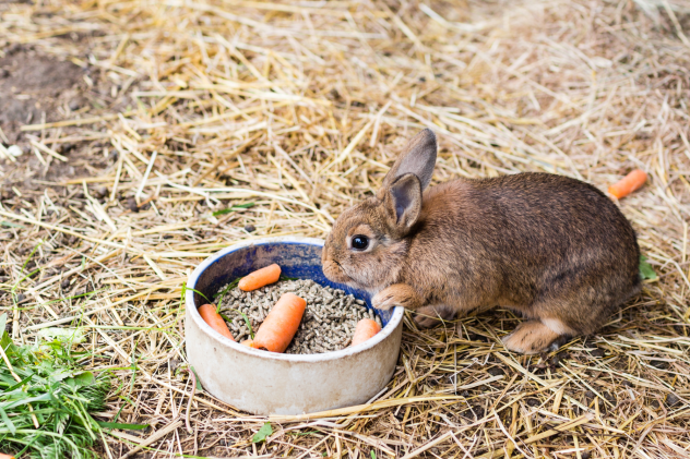 Was dürfen Kaninchen fressen? - Was dürfen Kaninchen fressen? Ernährungstipps | Lyra Pet