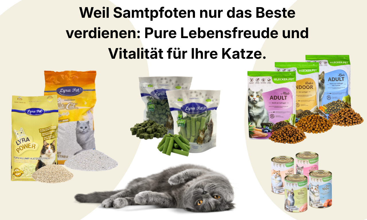 Katze