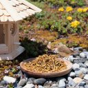 1 - 15 kg Lyra Pet® soldaatvlieglarven